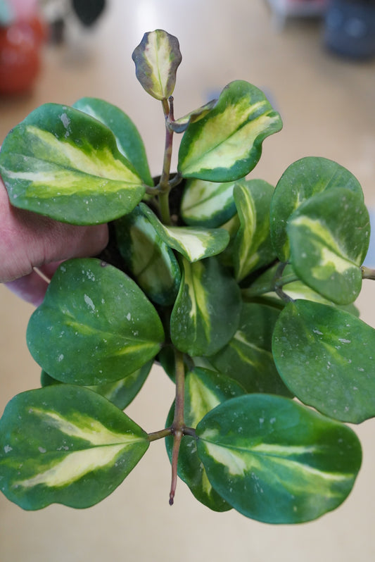 Hoya Obovata Variegated/Splash