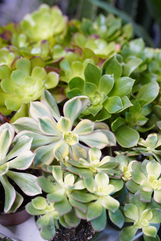 Aeonium (Assorted Succulents)