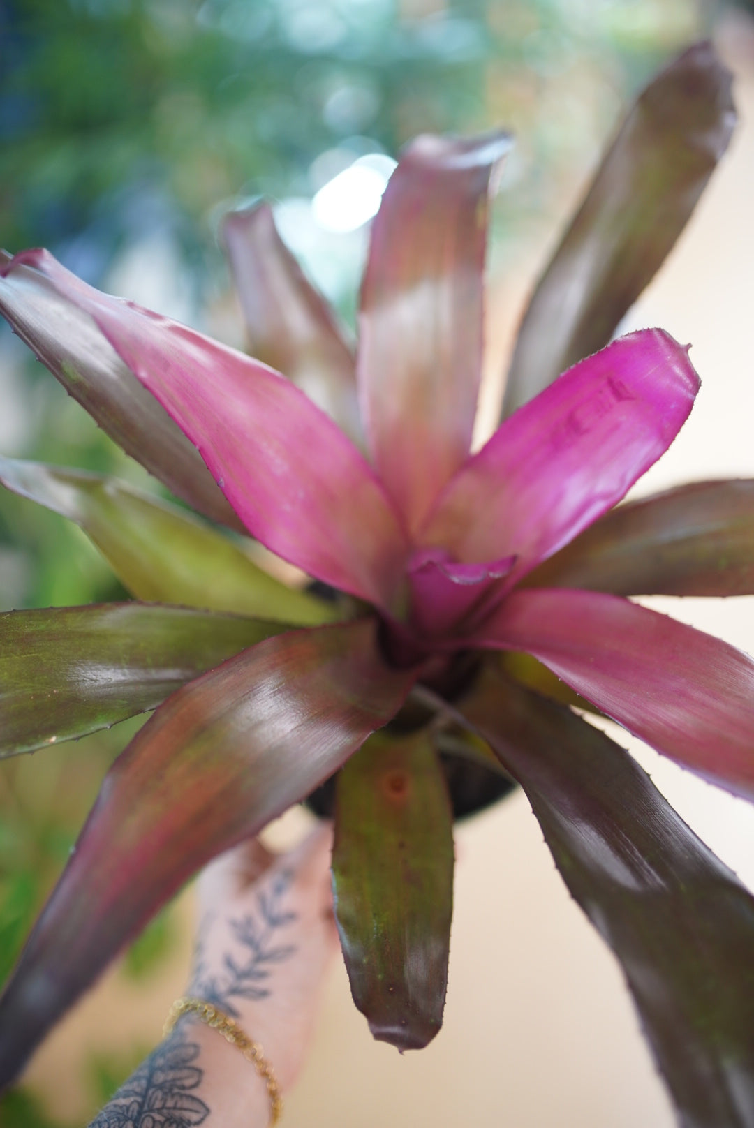 Bromeliad Neoregelia 'Voodoo Doll'
