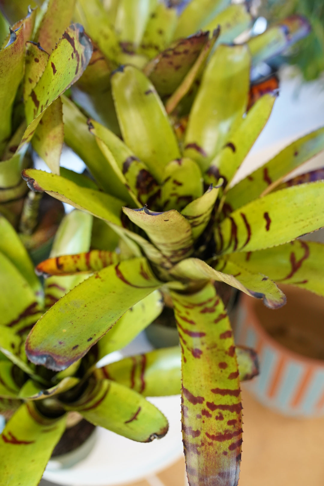 Bromeliad neoregelia 'Tiger'