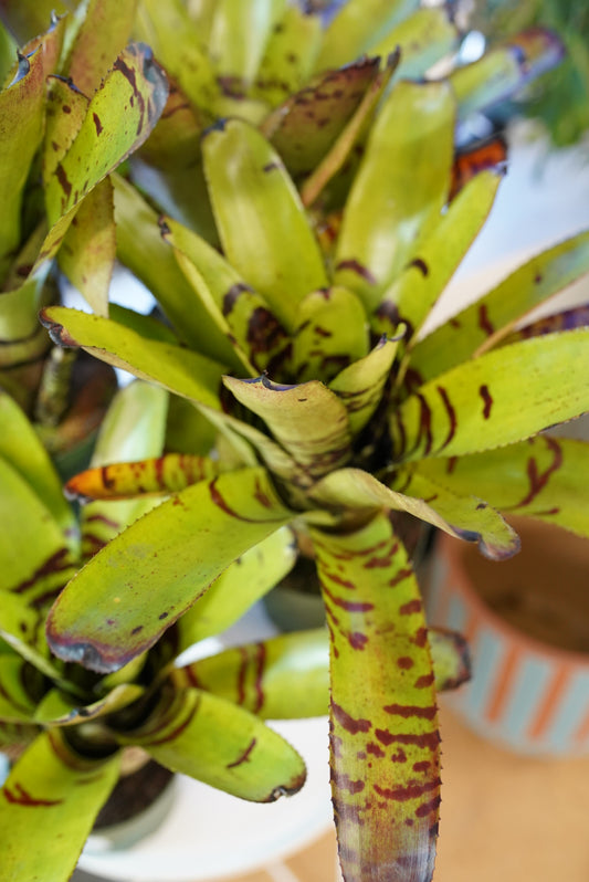 Bromeliad neoregelia 'Tiger'