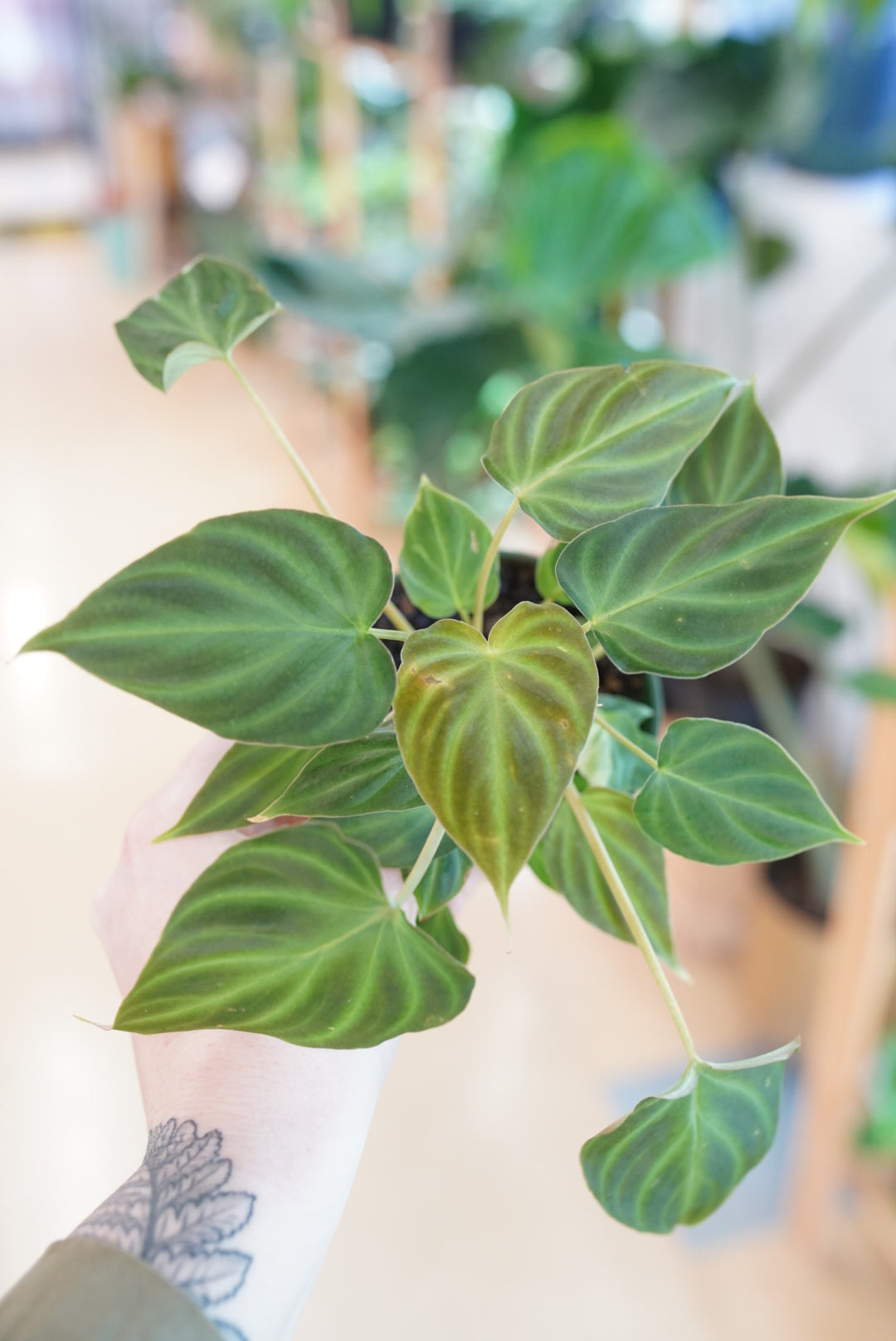 Philodendron Verrucosum