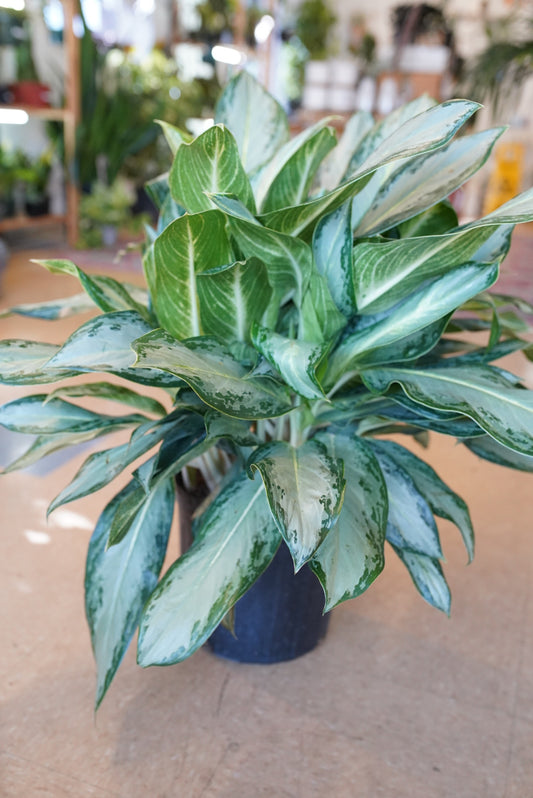 Aglaonema 'white rain'