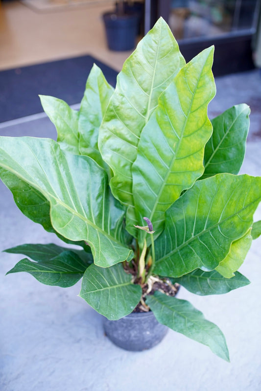 Hookeri Bird’s Nest Anthurium