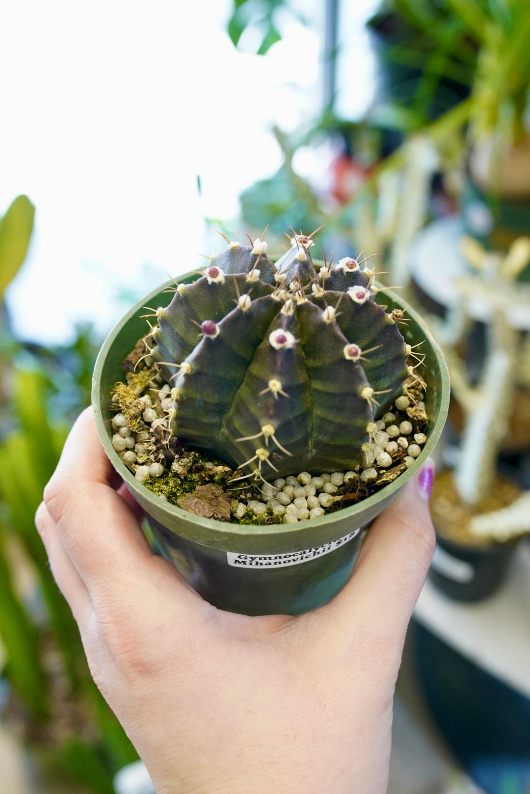 Gymnocalycium friedrichii - purple cactus
