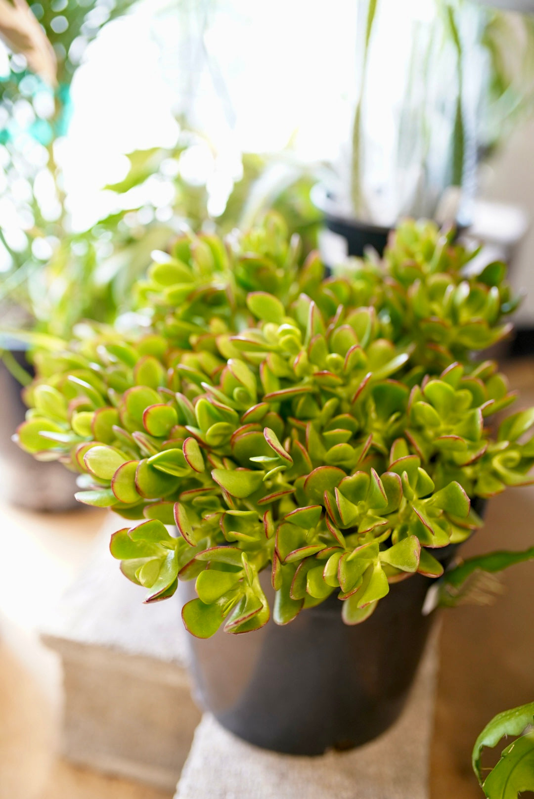 Crassula ovata ‘Jade’ plant