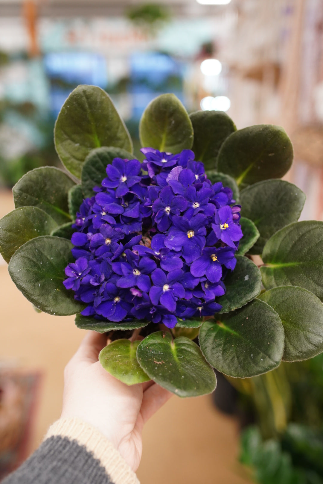 African Violet