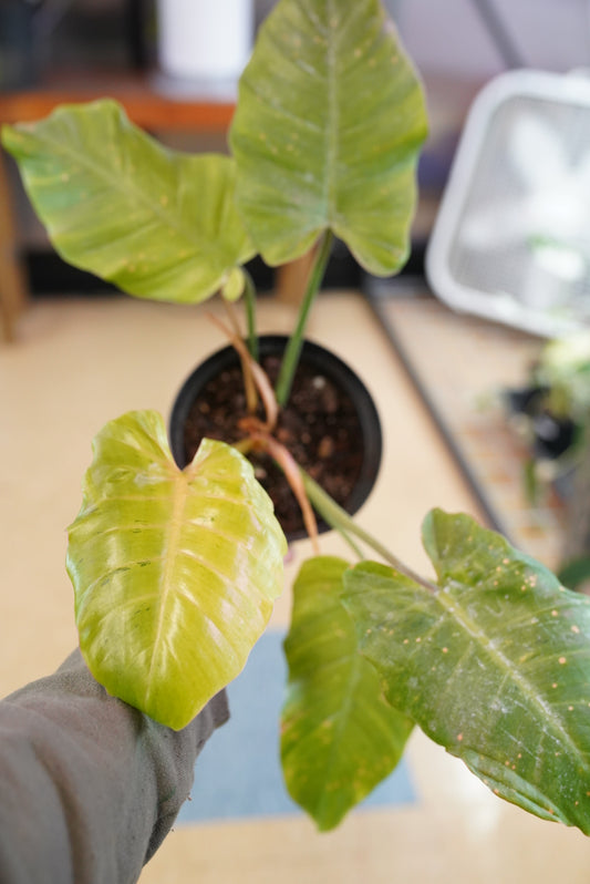 Philodendron Snowdrift