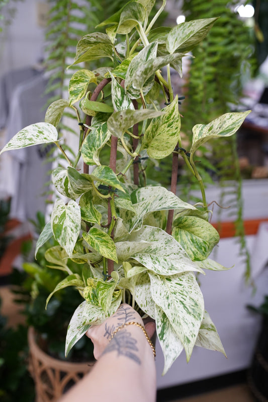 Epipremnum aureum 'Marble Queen' Pothos