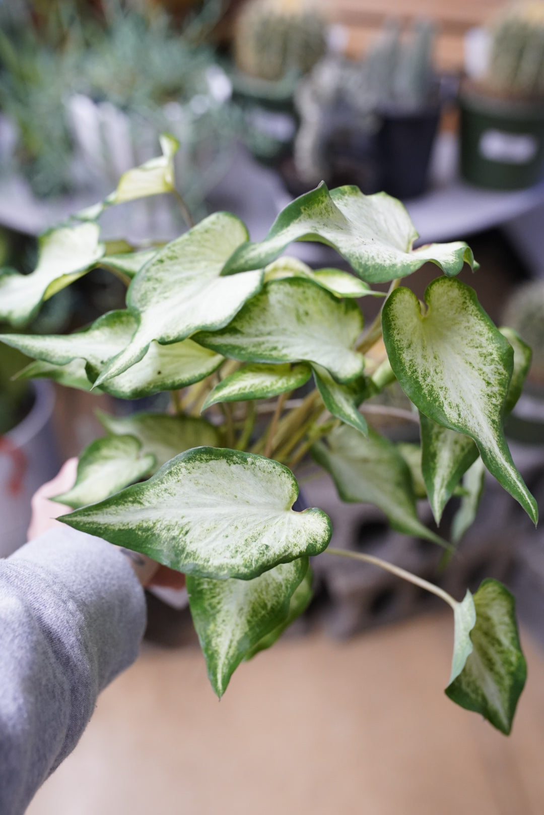 Caladium