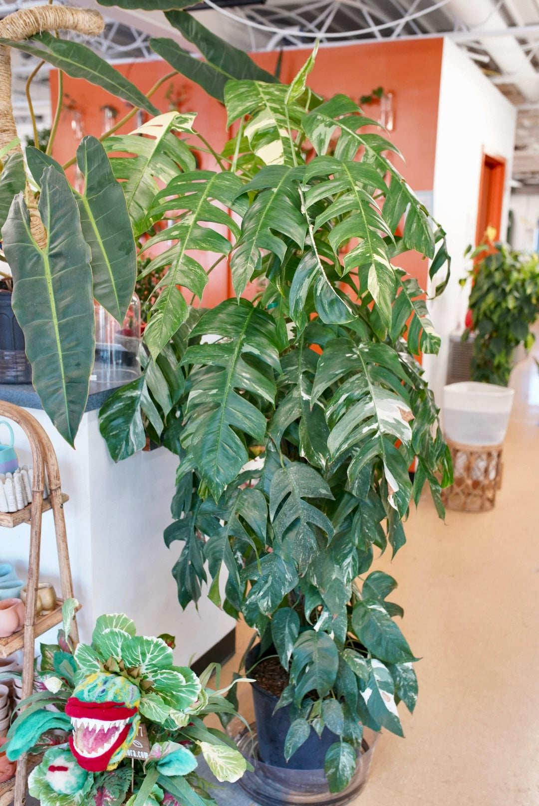 Variegated Epipremnum Pinnatum on sale