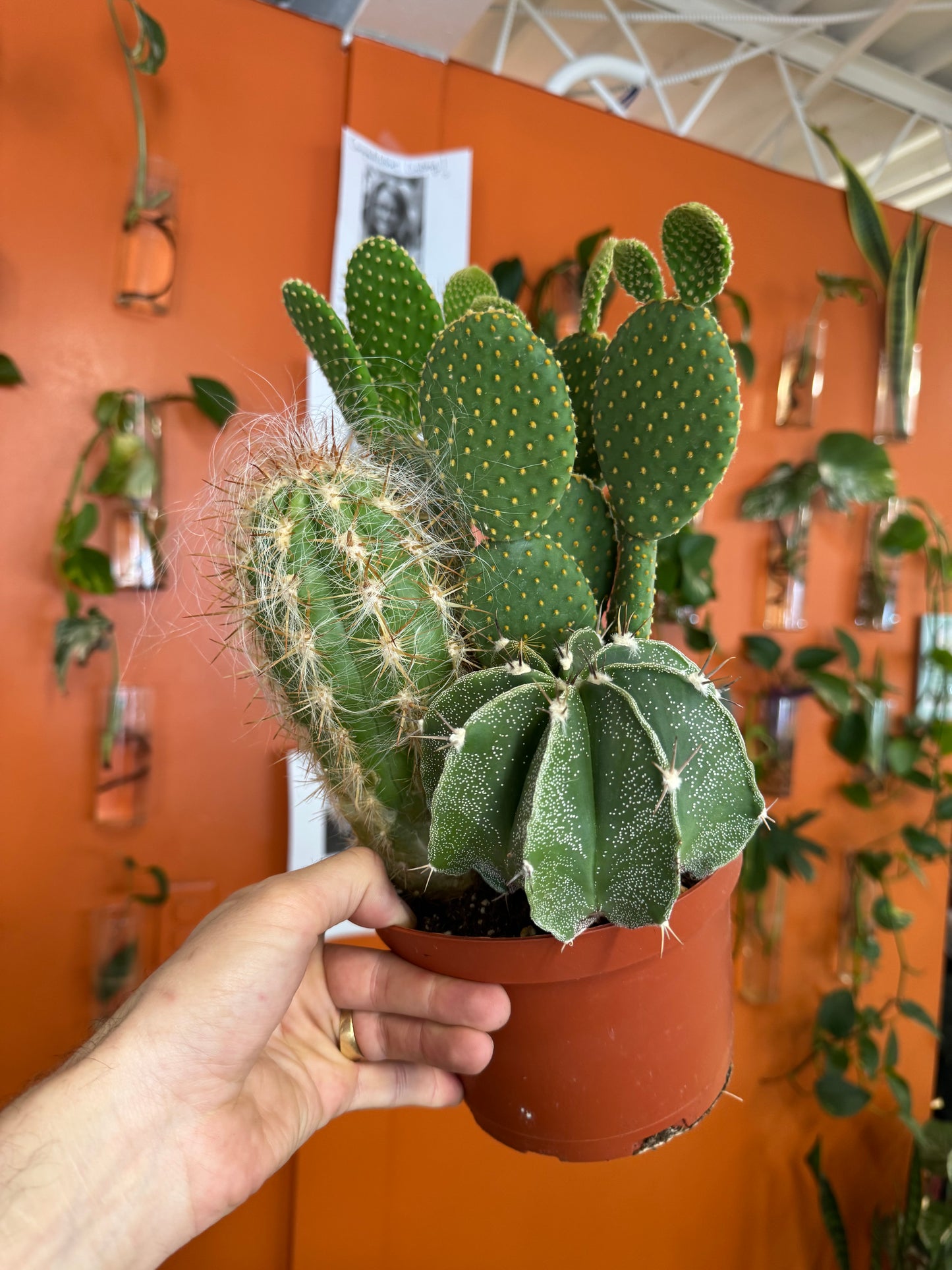 Cactus Garden