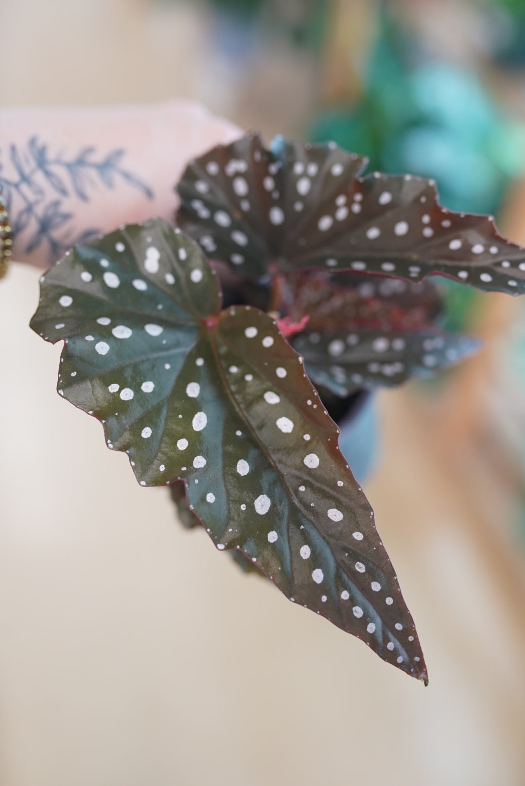 Cracklin' Rosie Begonia