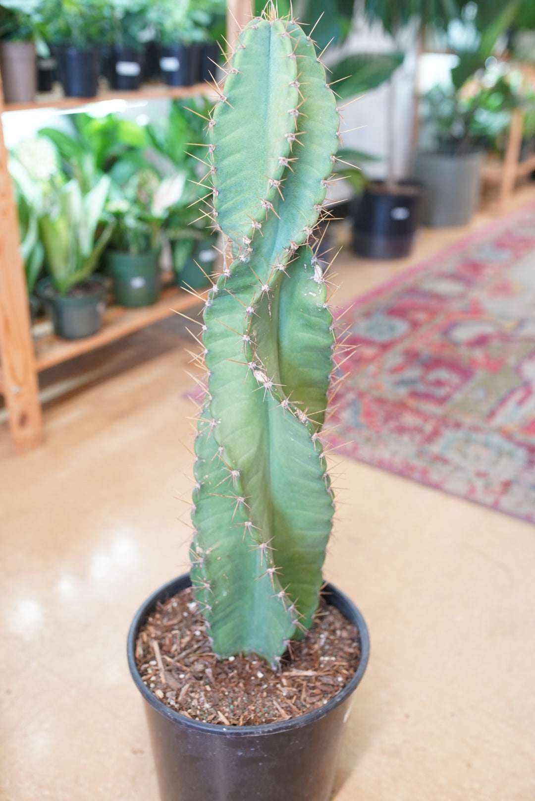 Cereus Peruvianus 'swirl'