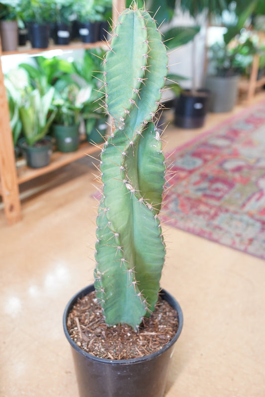 Cereus Peruvianus 'swirl'