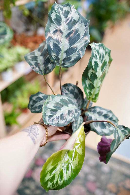 Calathea Helen Kennedy