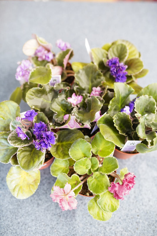 African Violet (variegated)