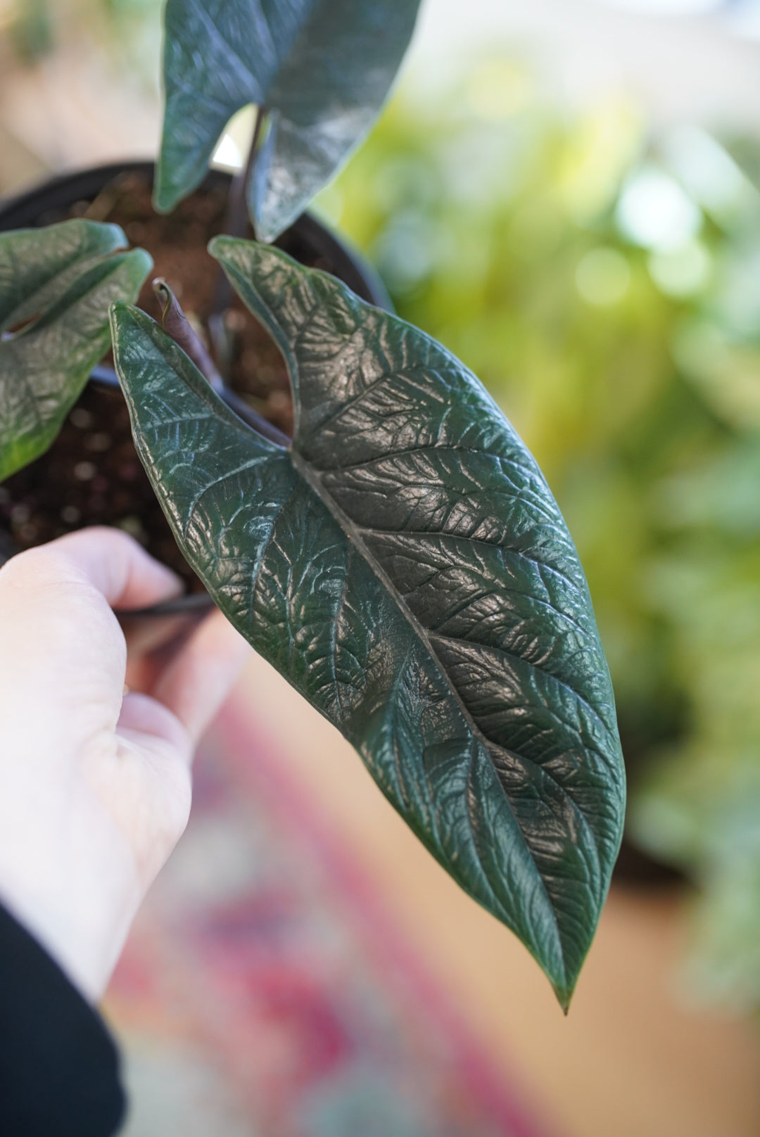 Alocasia Scalprum