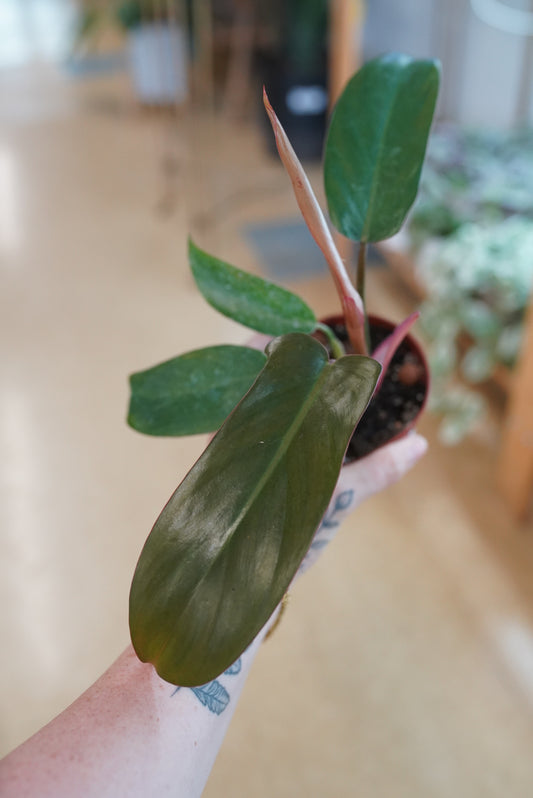 Philodendron ‘Sayaka’