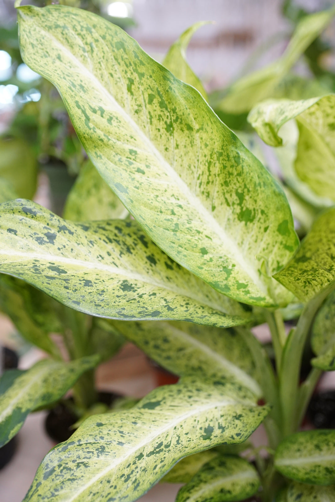 Dieffenbachia Maui Wowie