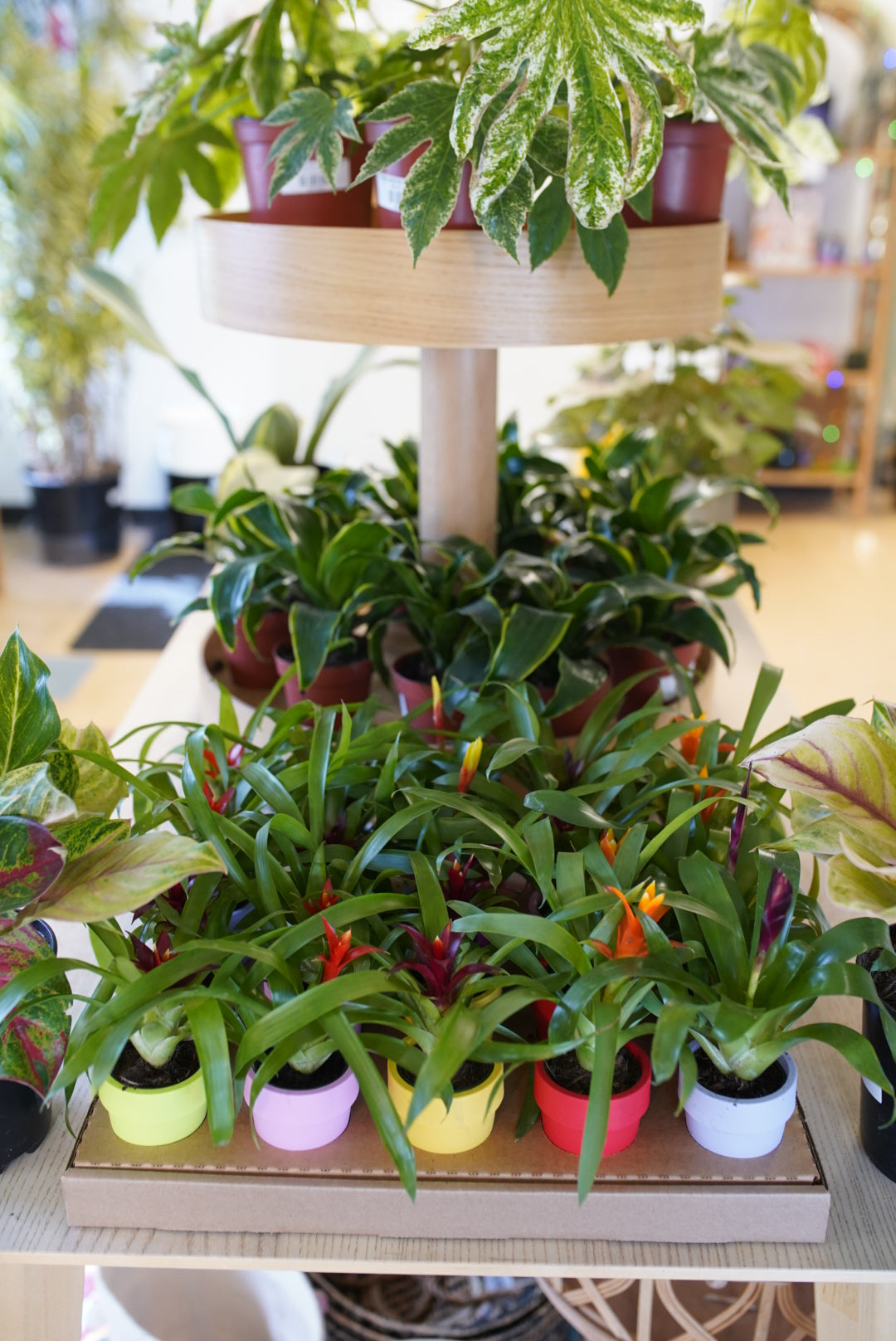 Bromeliads in Self Watering Pots