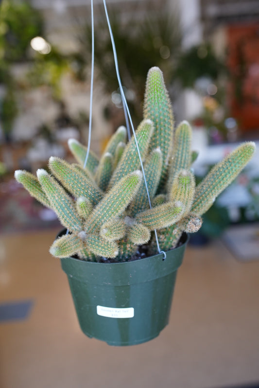 Golden Rat Tail - Cleistocactus winteri