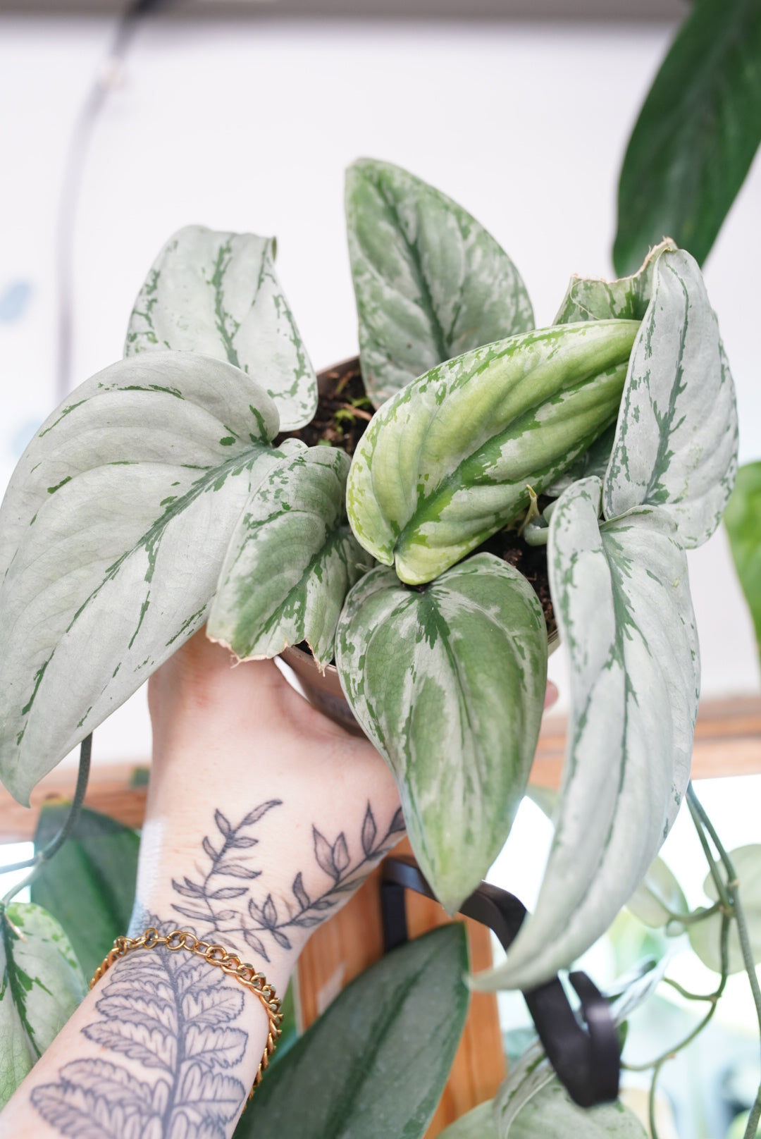 Scindapsus 'Kalimantan'