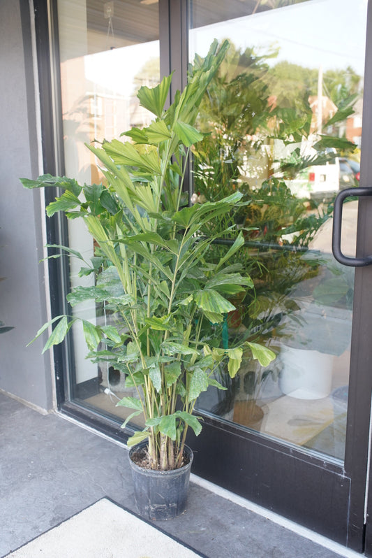 Fishtail Palm