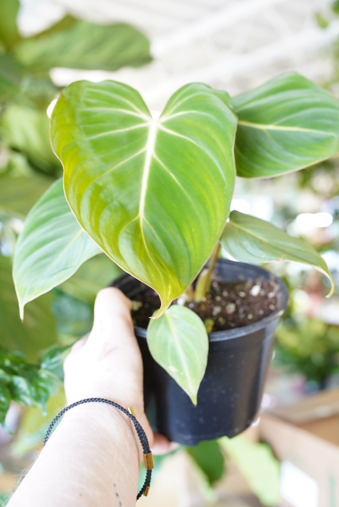 Philodendron Gloriosum