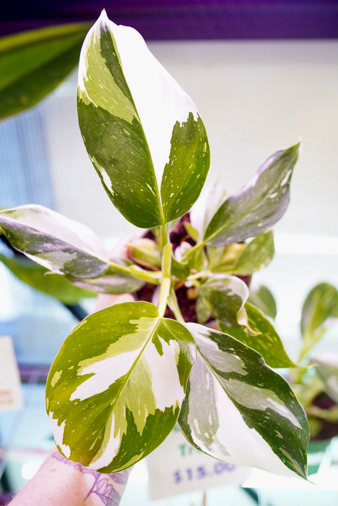 Philodendron White Wizard