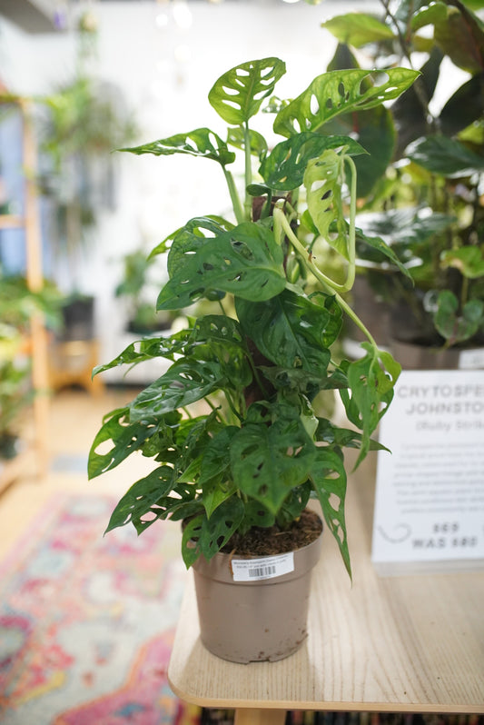 Monstera Adansonii (Swiss Cheese)