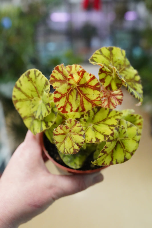 Begonia rex 'Zumba'