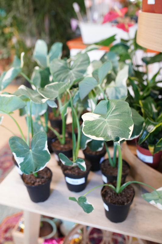 Alocasia 'Mickey Mouse'