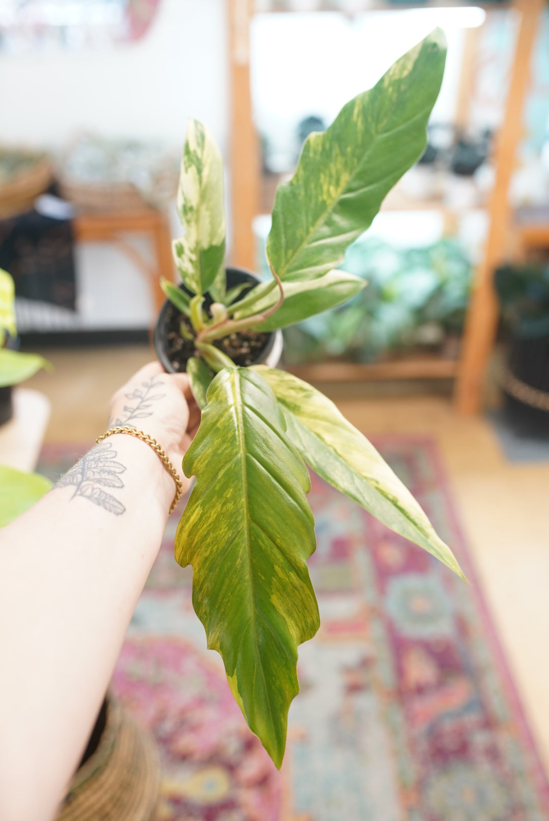 Caramel Marble Philodendron