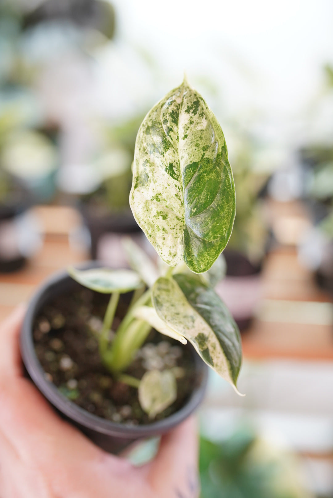 Variegated Alocasia Dragon Scale
