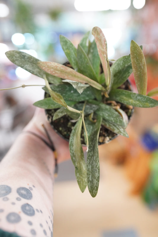 Hoya 'sigillatis'