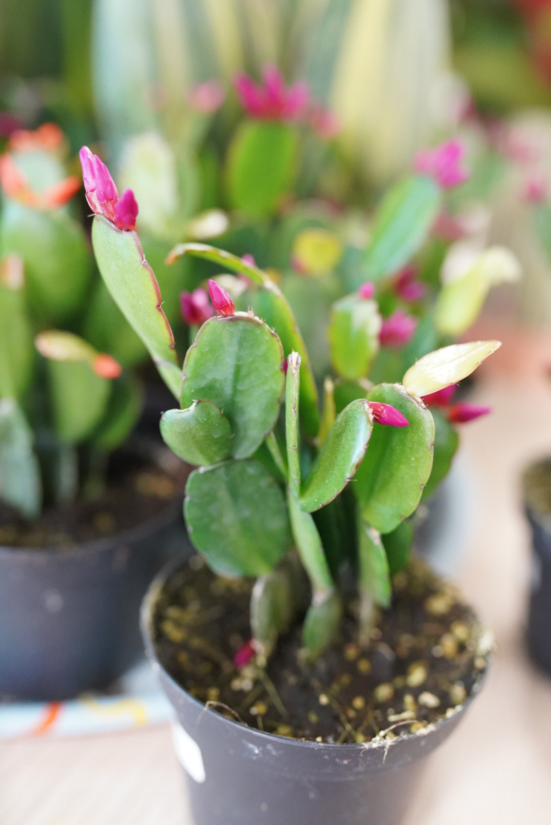 Spring/Easter Cactus