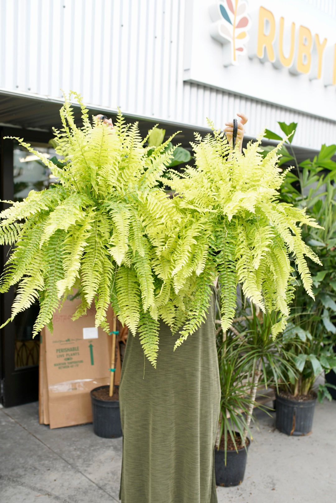 Variegated Tiger Fern