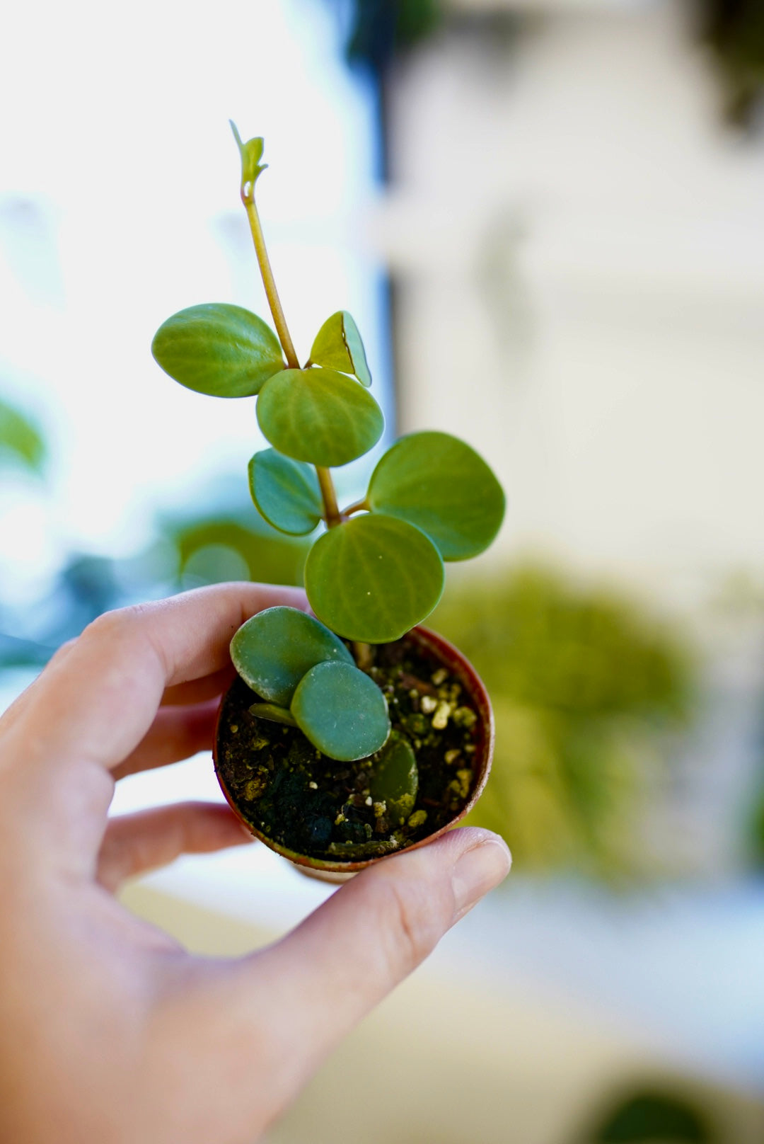Peperomia tetraphylla 'Hope'