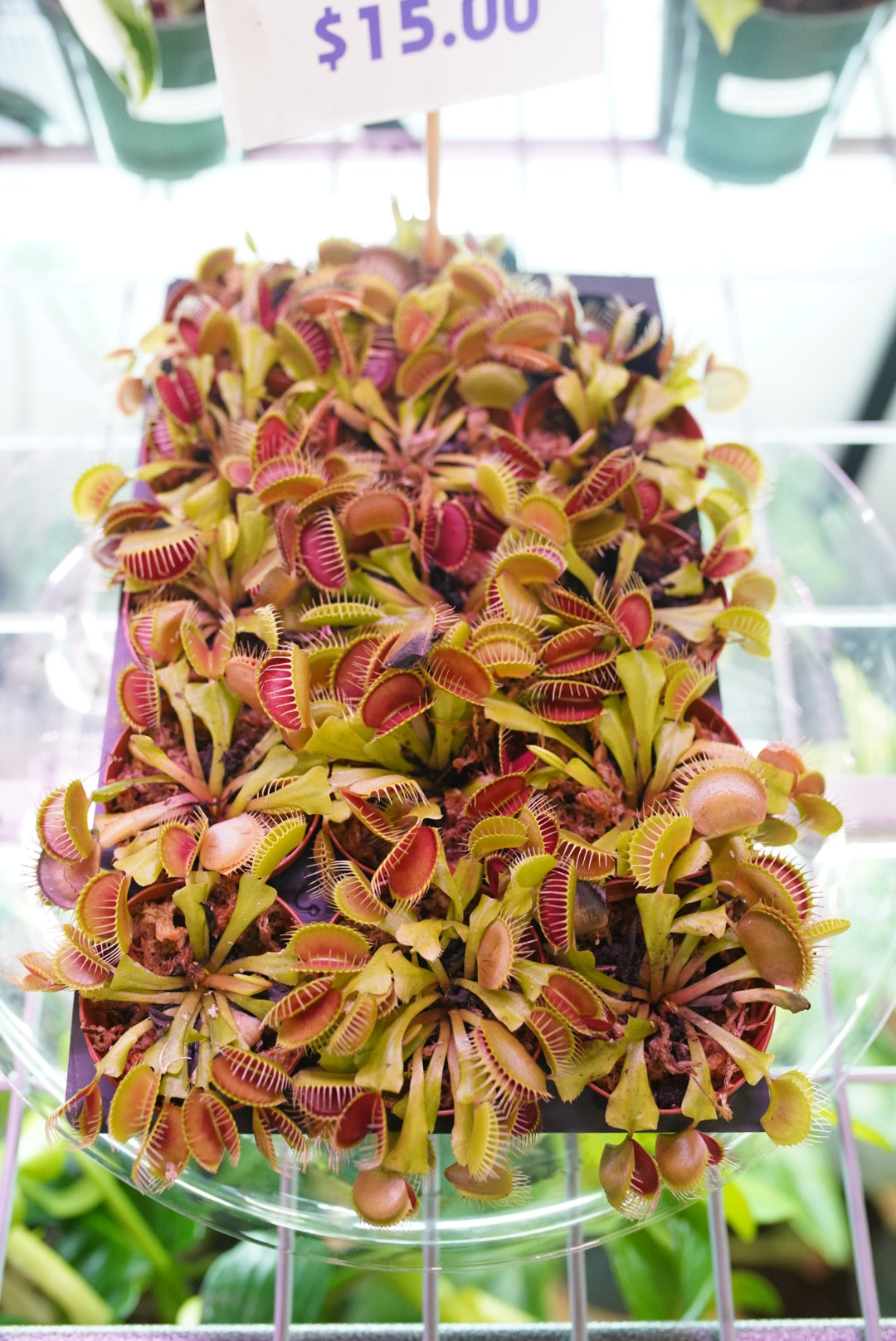 Carnivorous Plants – Ruby Flora Plant Shop
