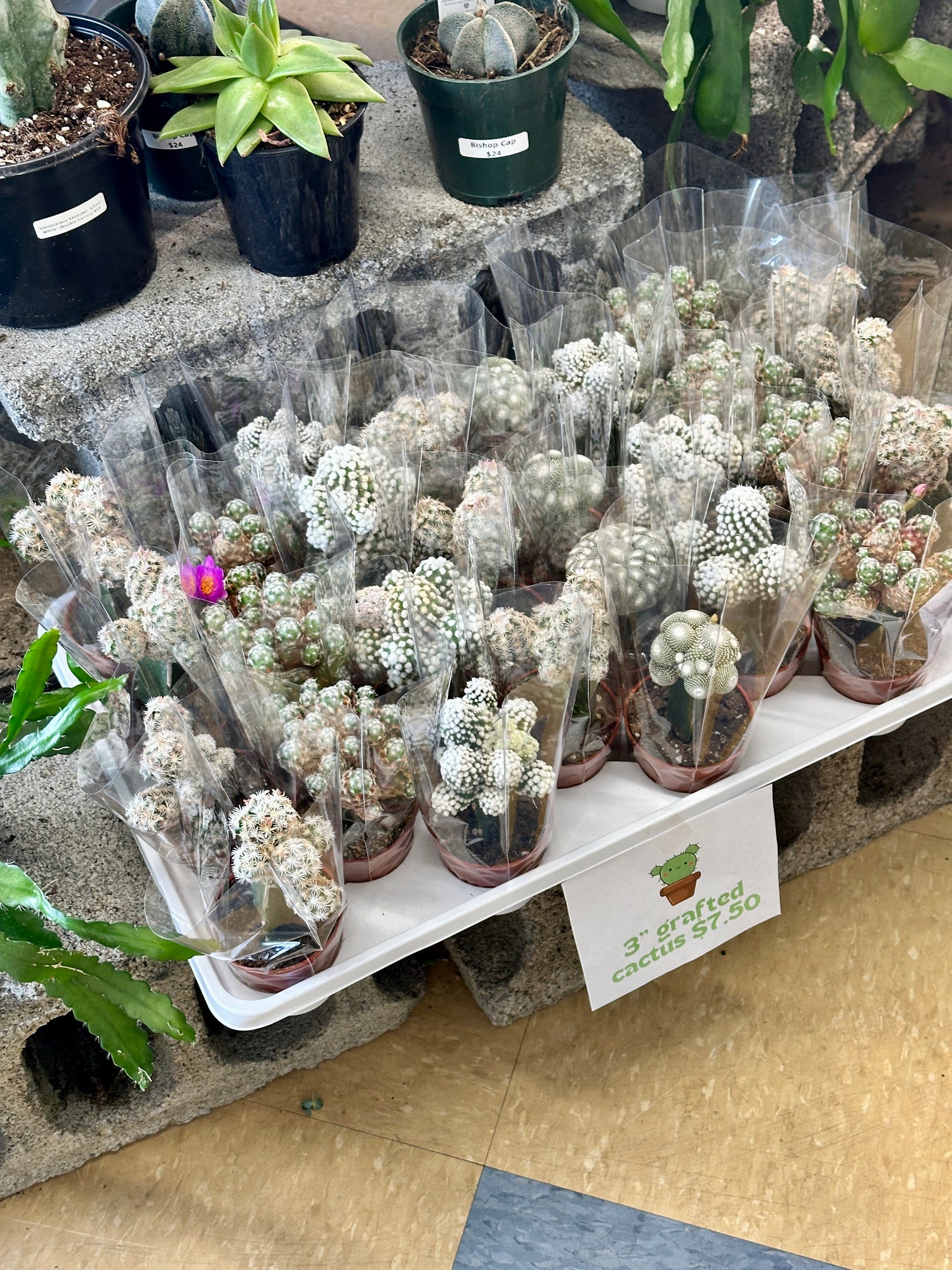 Grafted Cactus Minis