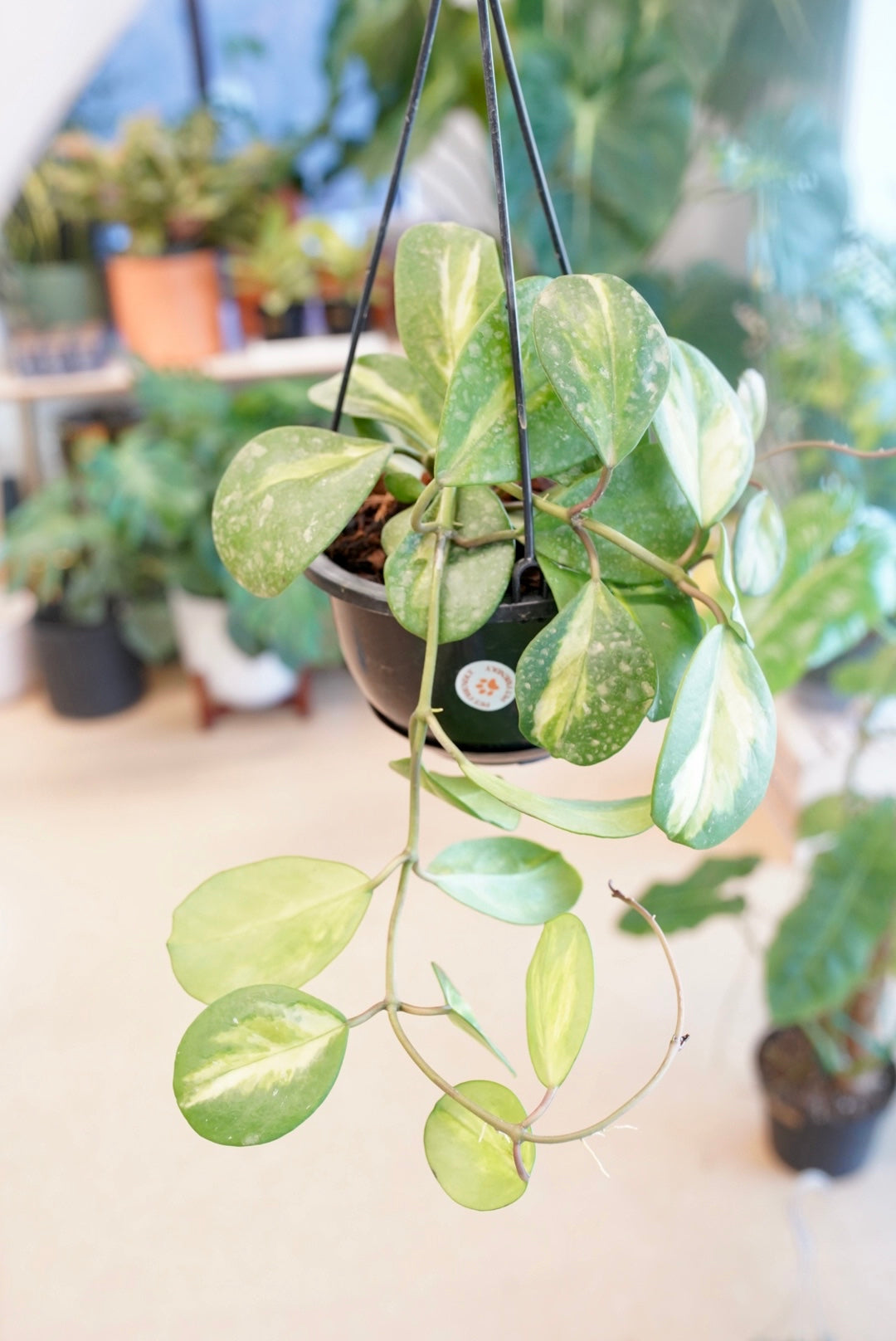 Hoya Obovata (inner variegated)