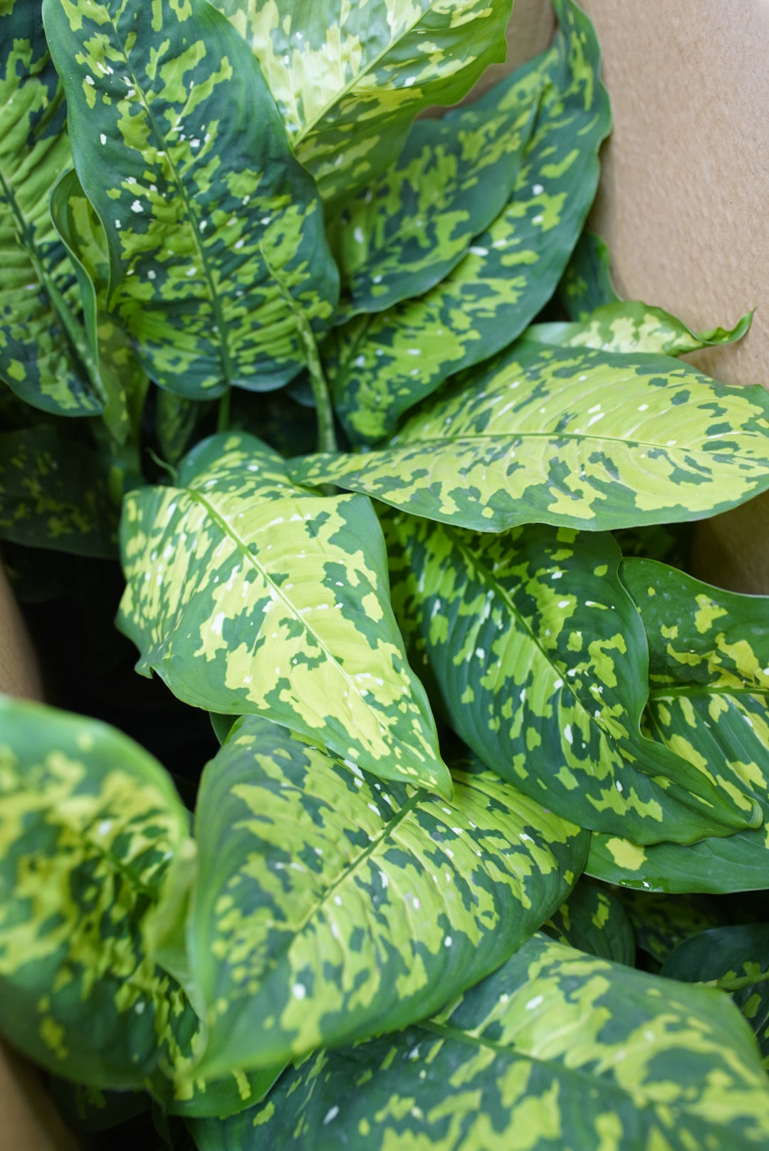 Dieffenbachia Cheetah