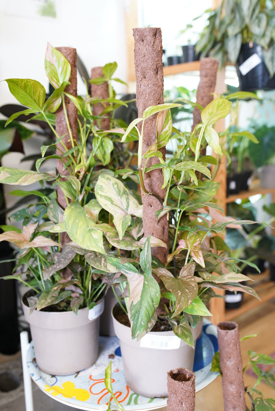 Syngonium 'Pink Splash'