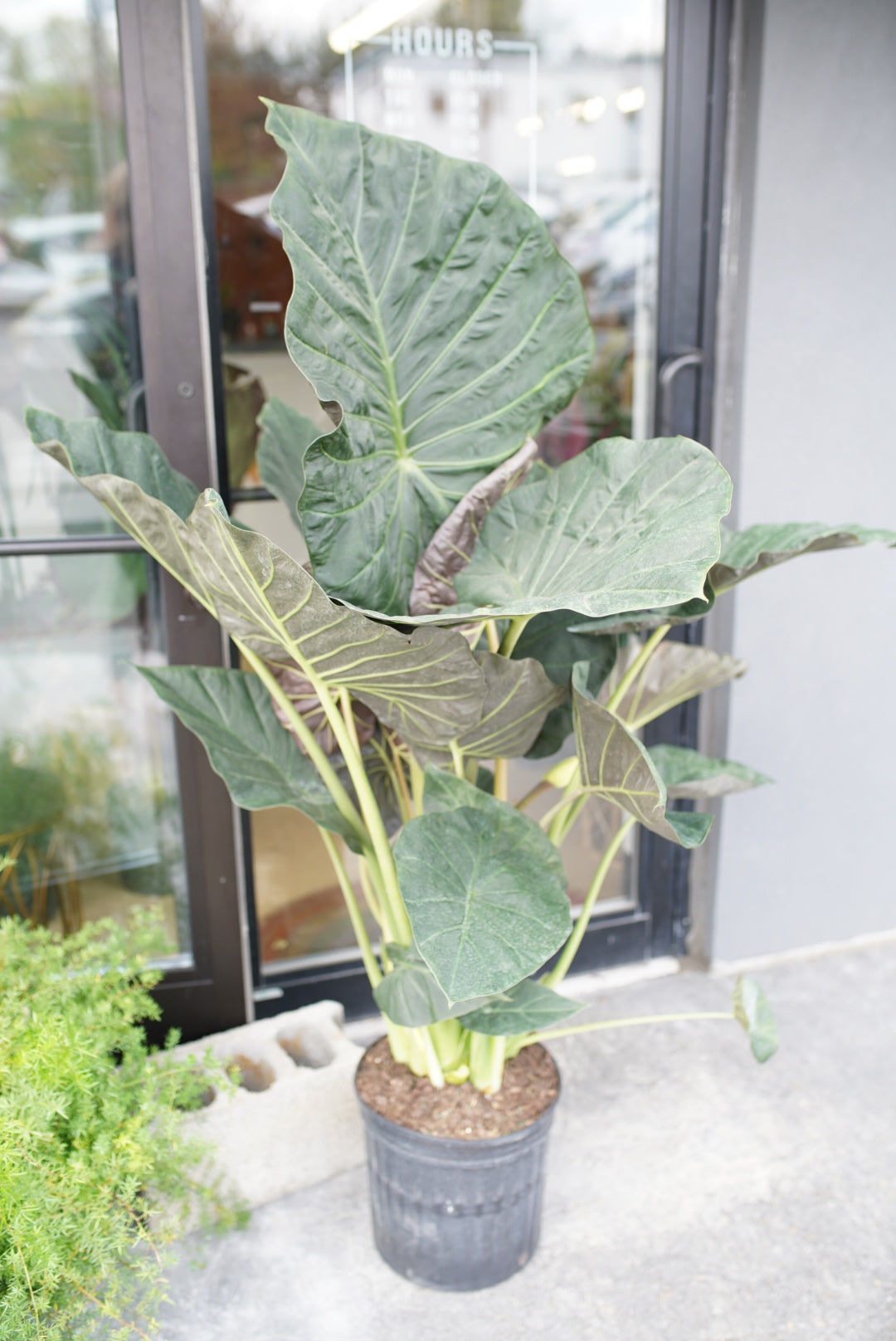 Alocasia Regal Shield