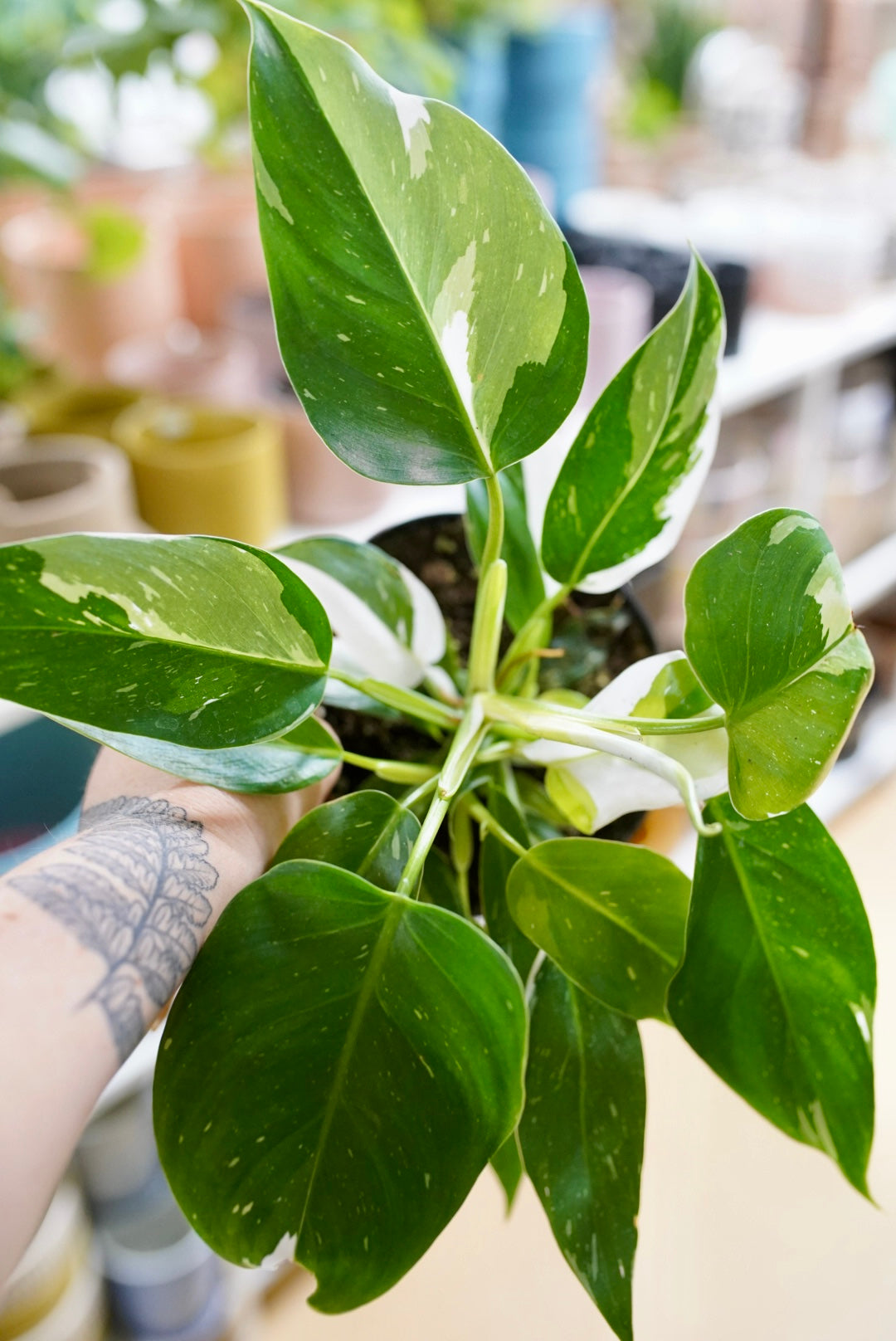 Philodendron White Wizard