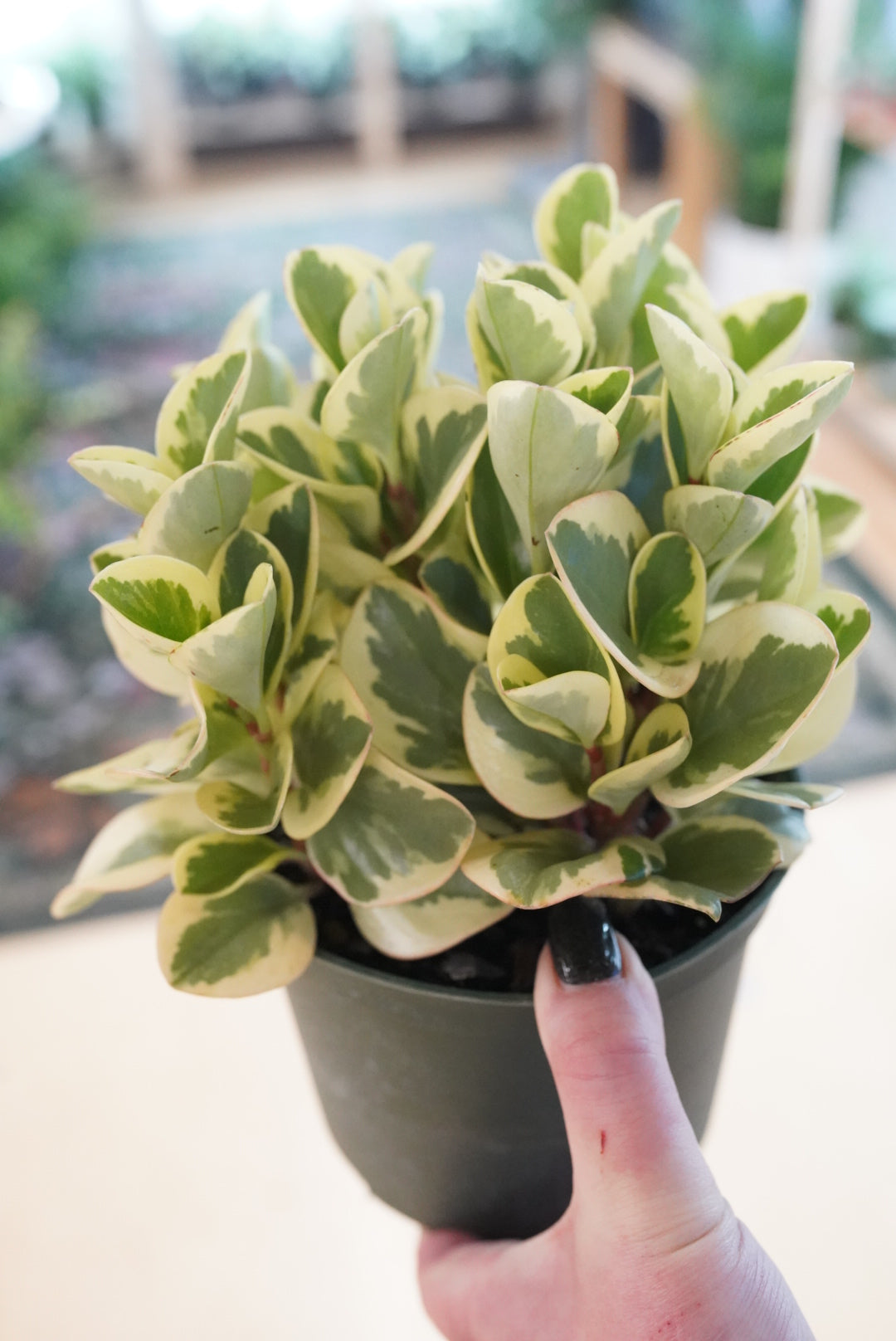 Peperomia obtusifolia 'Obtipan' (Variegated)