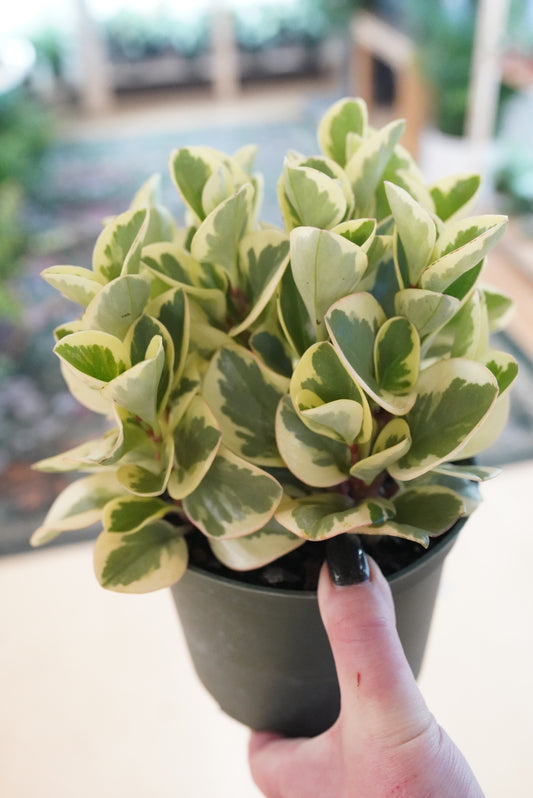 Peperomia obtusifolia 'Obtipan' (Variegated)