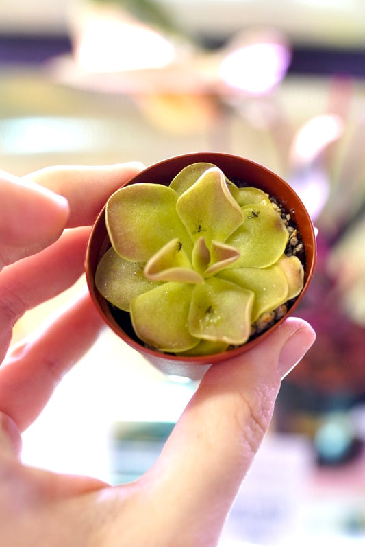 Mexican Pinguicula (butterworts)