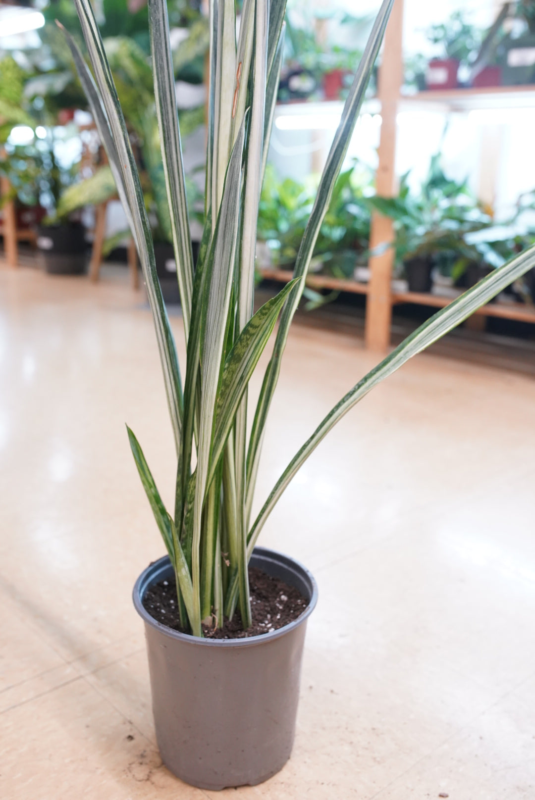 Sansevieria trifasciata 'Bantel's Sensation'